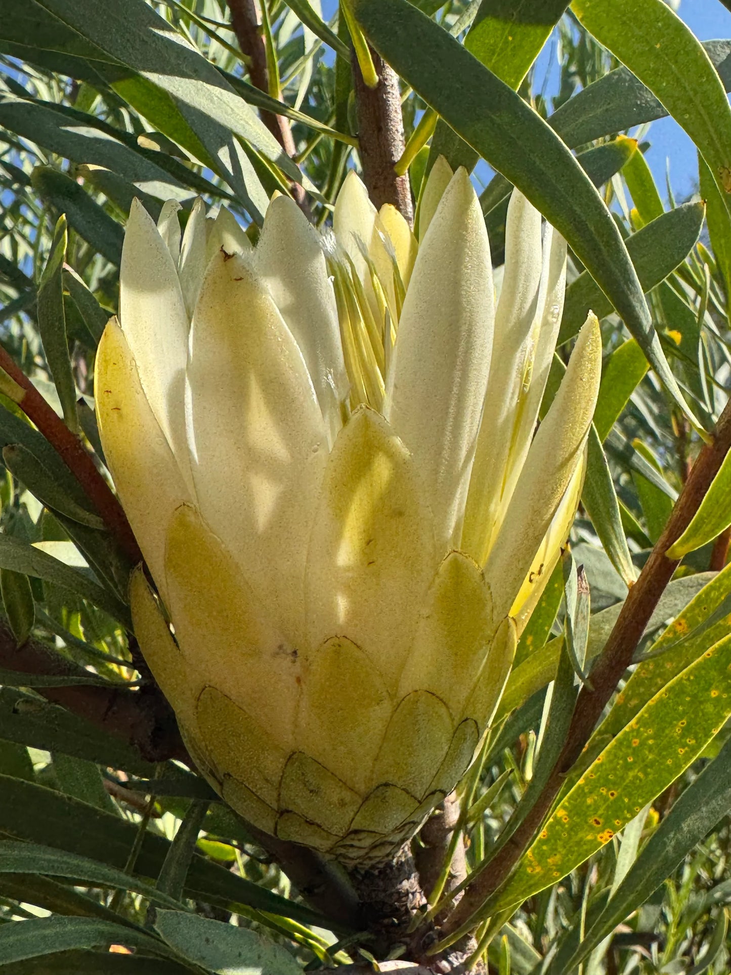 Close-up of Protea repens white flower bloom with green leaves outdoors