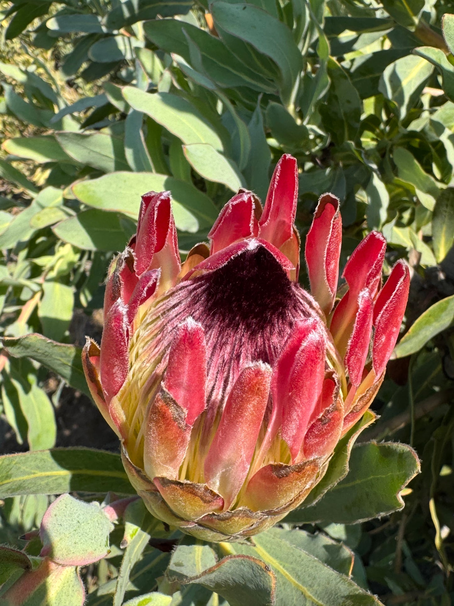 IMG-2933-Protea-Sylvia