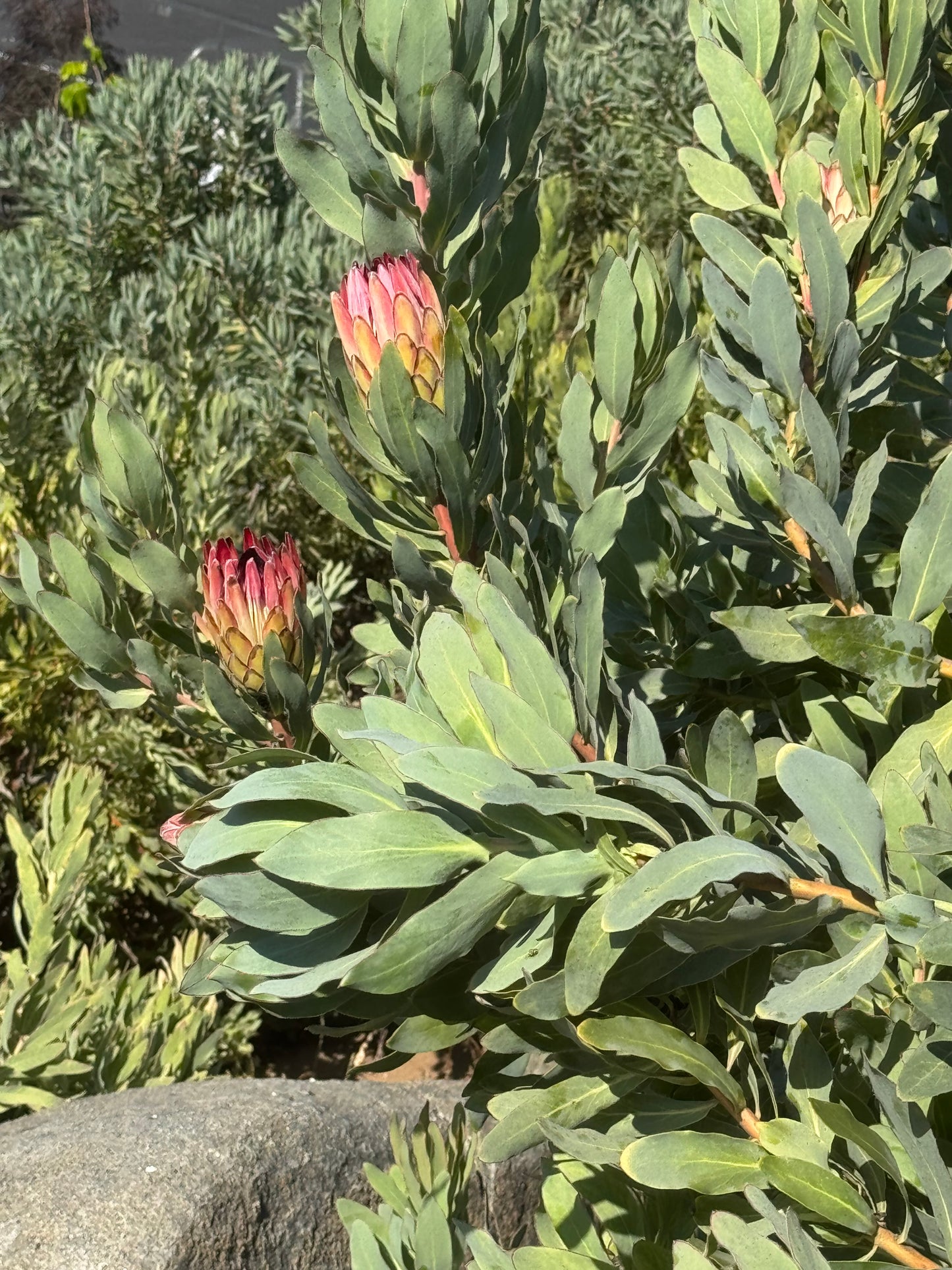IMG-2935-Protea-Sylvia
