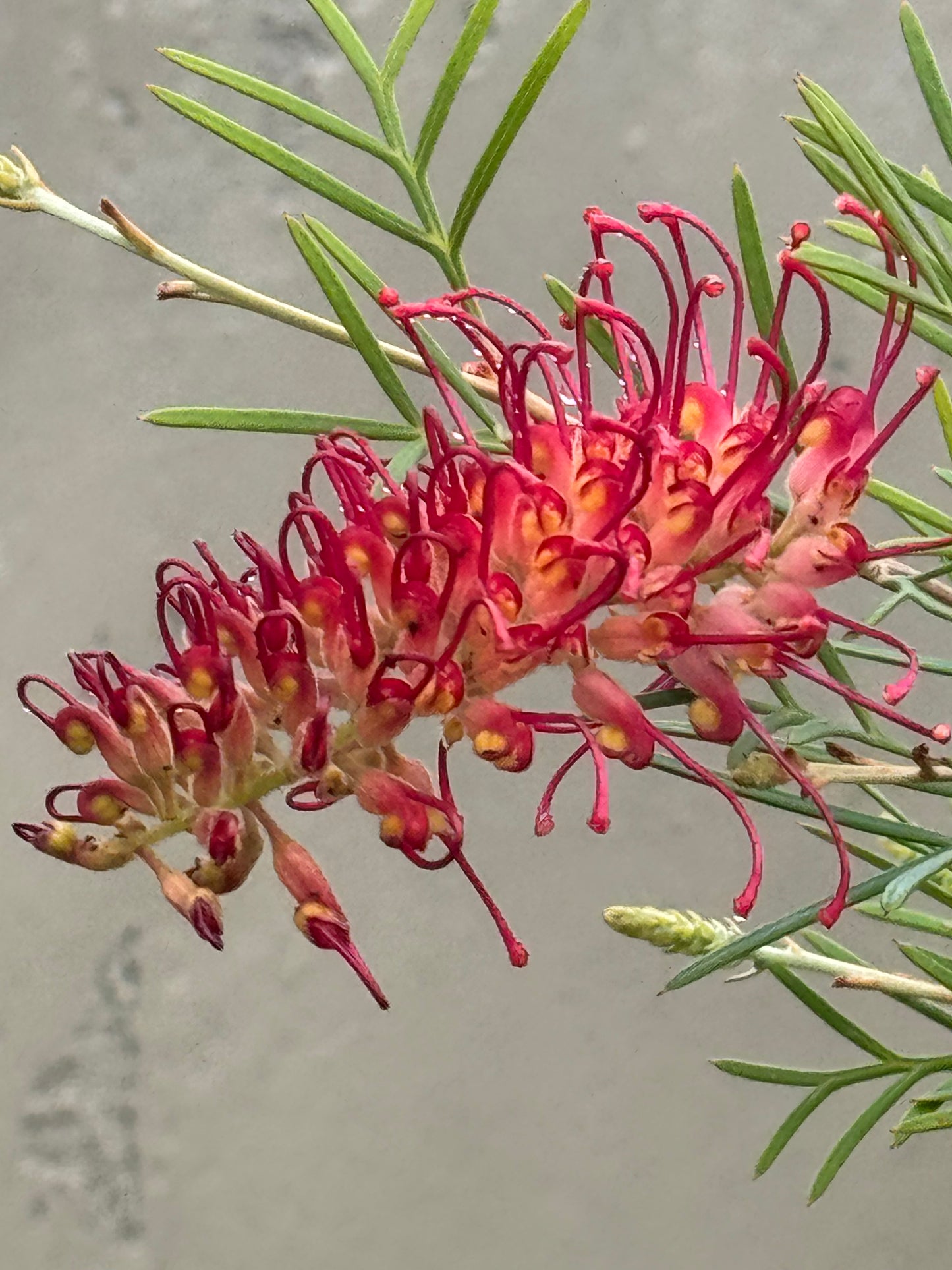 Grevillea 'Spirit of Anzac': Vivid red blooms, hardy, resilient beauty