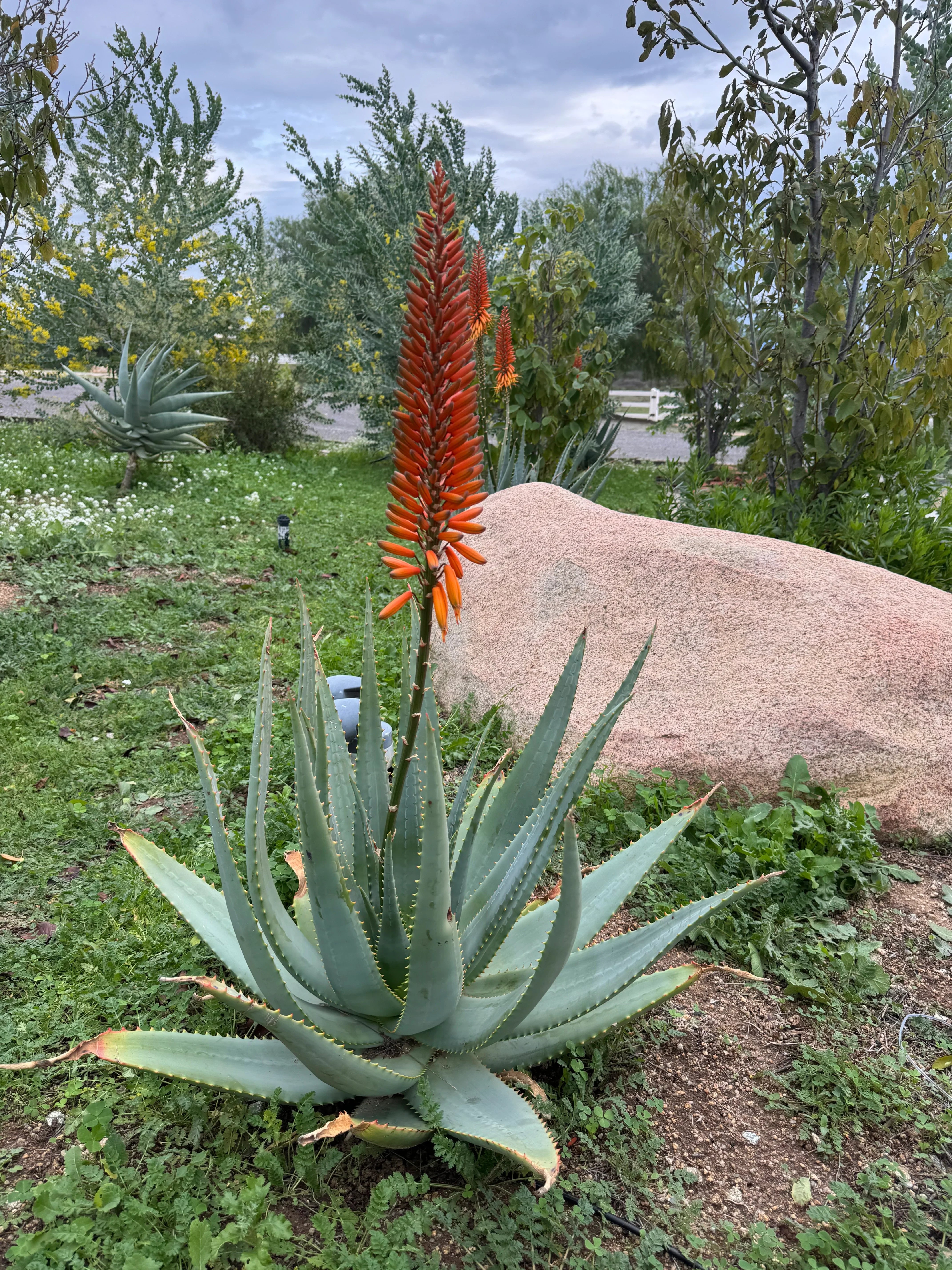 Aloe arborescens x ferox 'Tangerine': Hardy Winter Blooming Succulent –  Bonte Farm