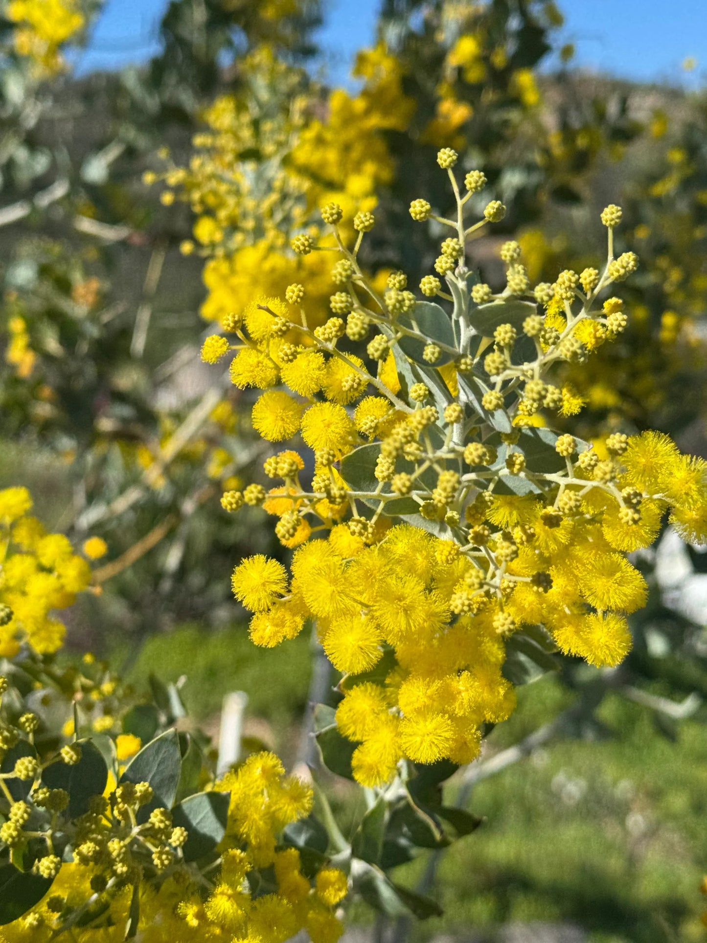 Acacia podalyriifolia: Pearl Acacia Magic, yellow pompom flowers