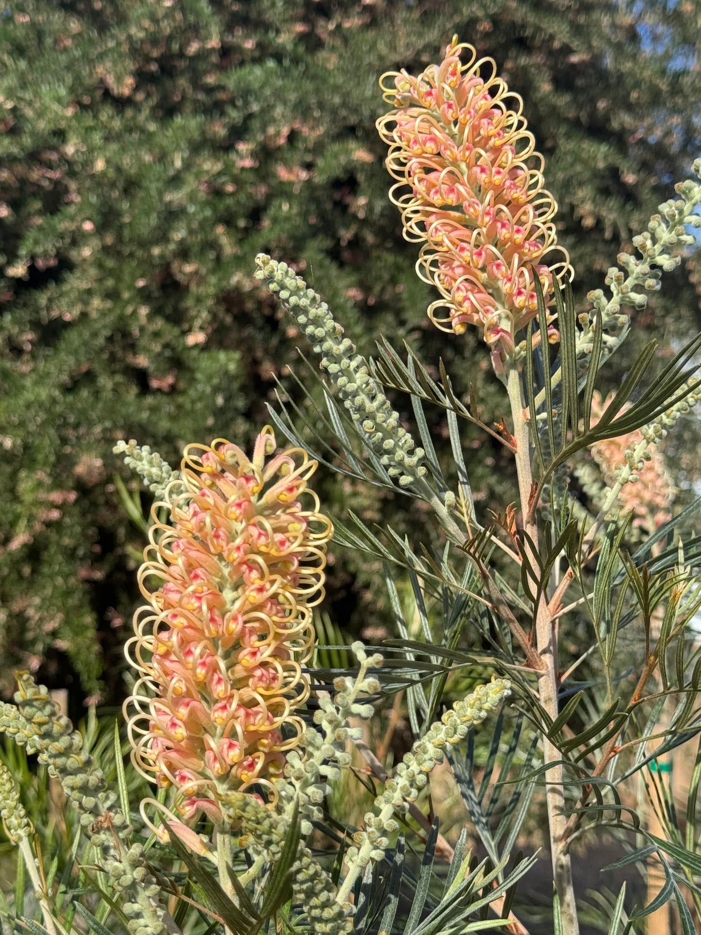 Grevillea Amber Passion with yellow and pink curl flowers and slender green leaves outdoors