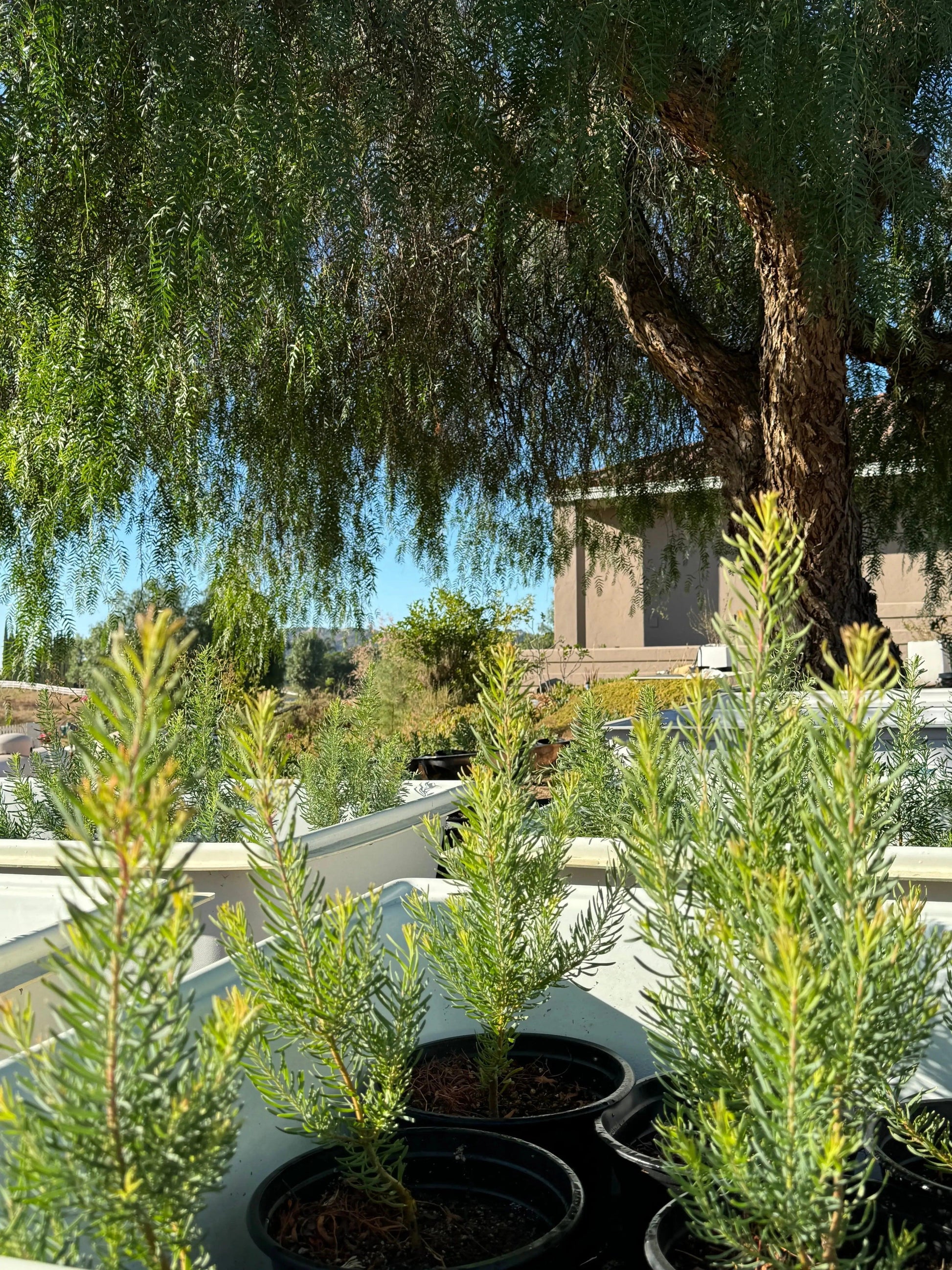 Leucadendron galpinii 'Silver Cone': A Silver Sensation - Bonte Farm