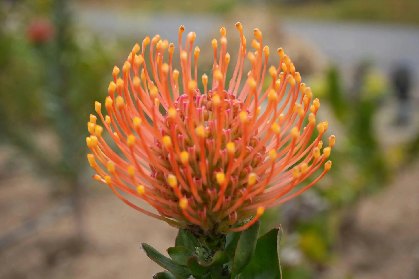 Orange Leucospermum patersonii protea flower in bloom, with green foliage outdoors