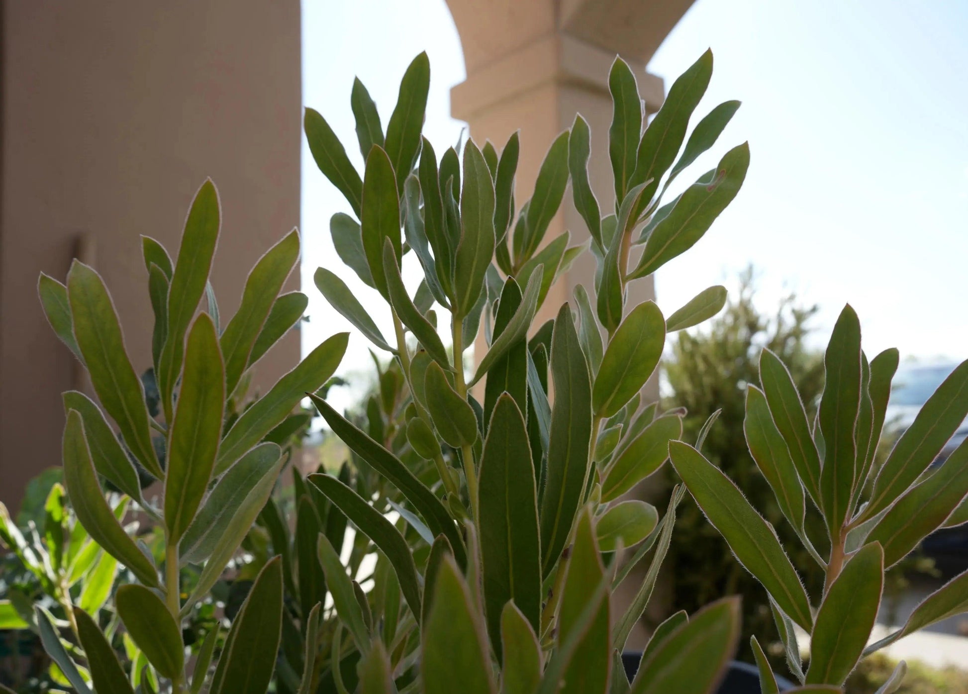 Protea 'Brenda': A Vibrant Splash of Color, Deep Red Creamy White Beauty - Bonte Farm