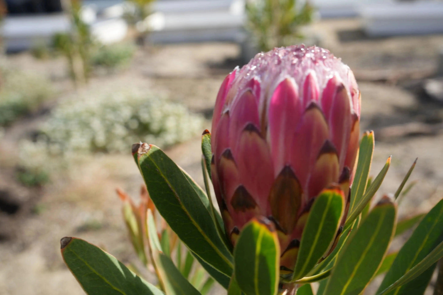 Protea 'Claire': Cultivate the Exotic Protea Plants in Your Garden - Bonte Farm