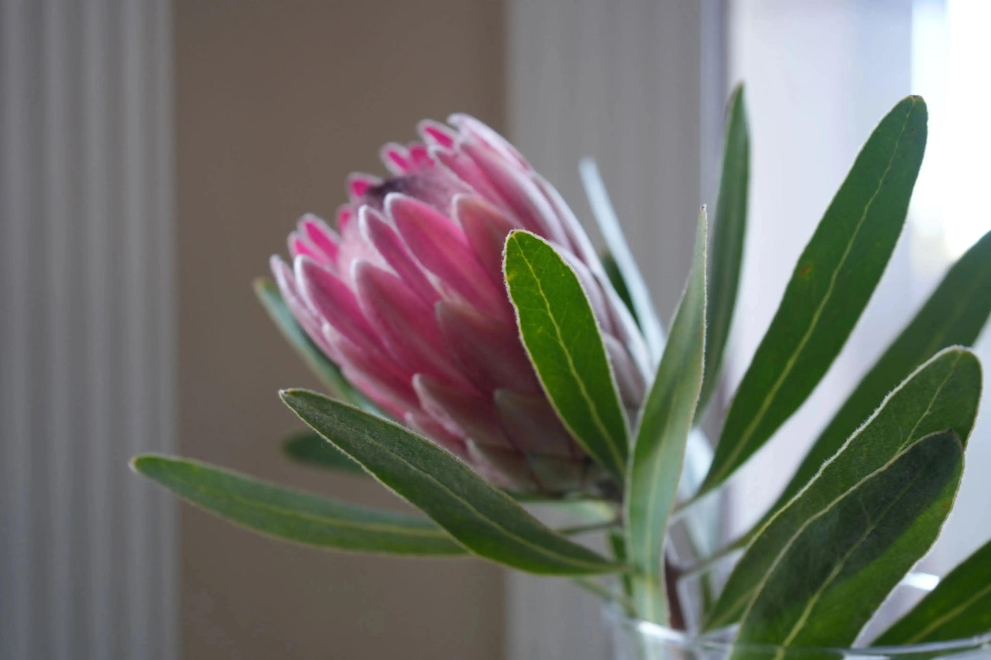 Protea 'Pink Ice': A Fiery Floral Sensation - Bonte Farm