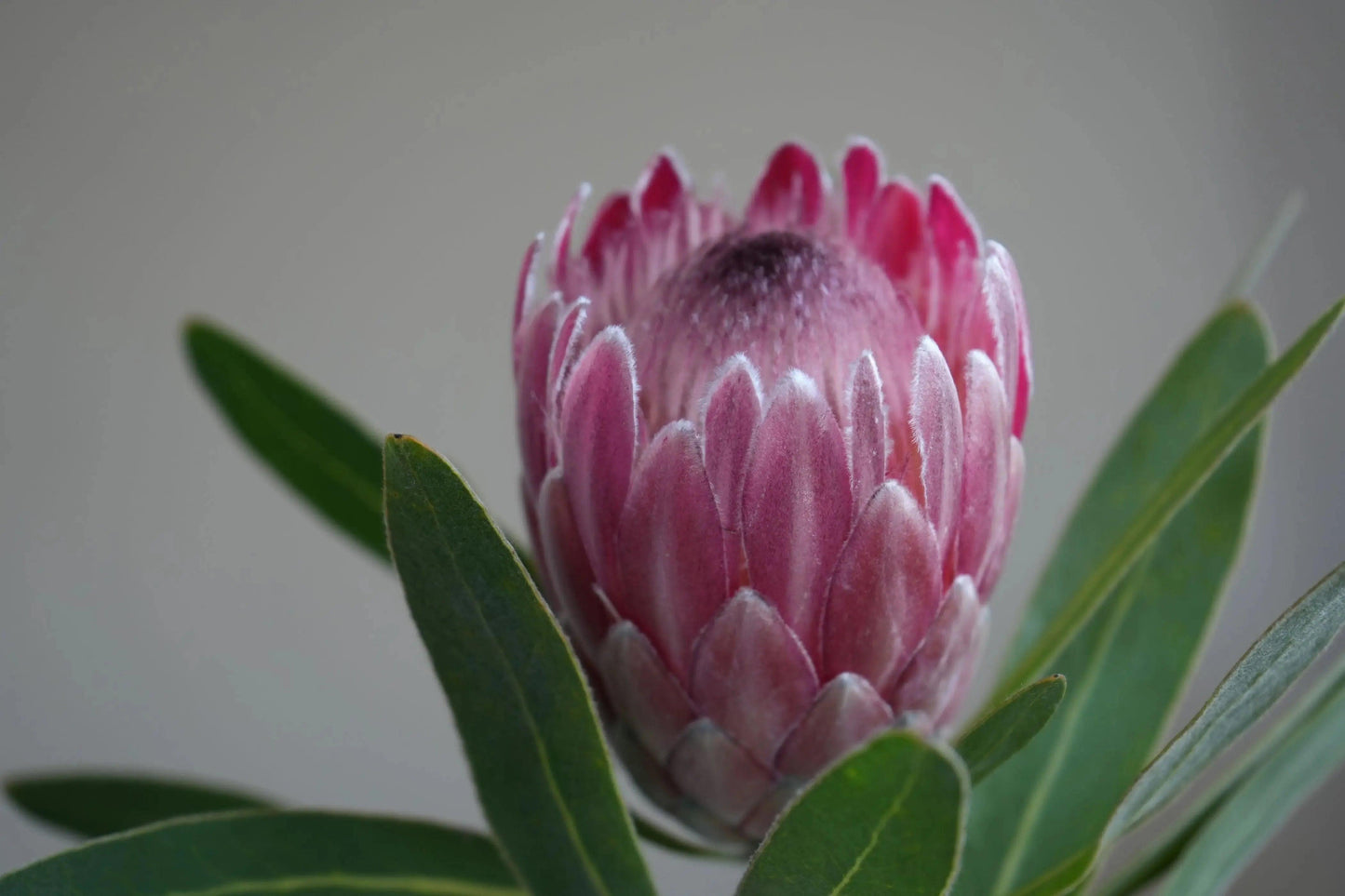 Protea 'Pink Ice': A Fiery Floral Sensation - Bonte Farm
