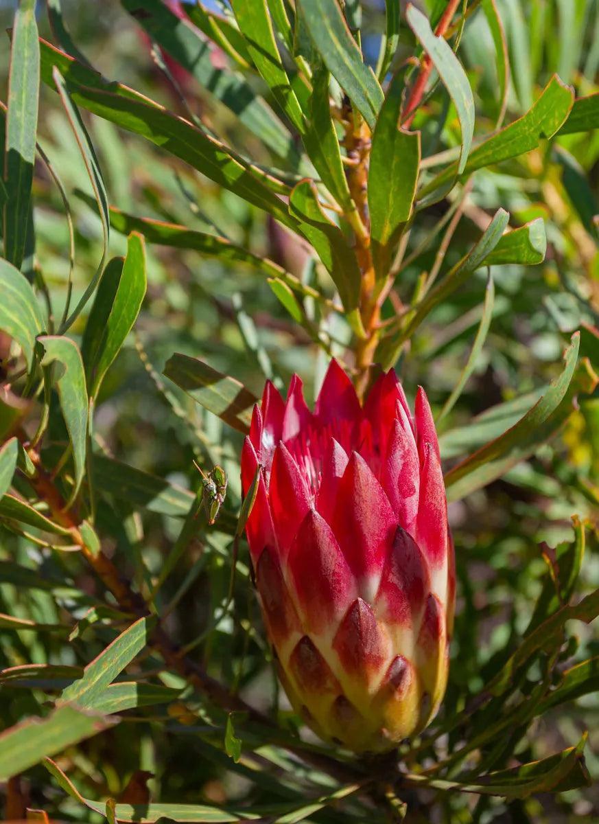 Protea repens: A Versatile South African Gem, A Spiky Sensation - Bonte Farm