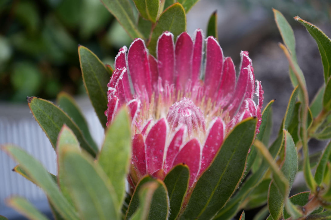 Pink Protea brenda flower with dewdrops and green leaves, exotic plant close-up