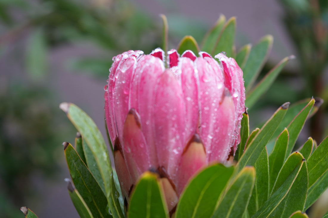 Protea Trish compacta