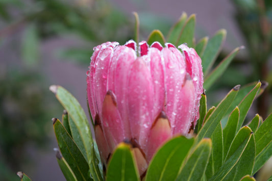 Close-up of pink protea flower bud with water droplets and green leaves