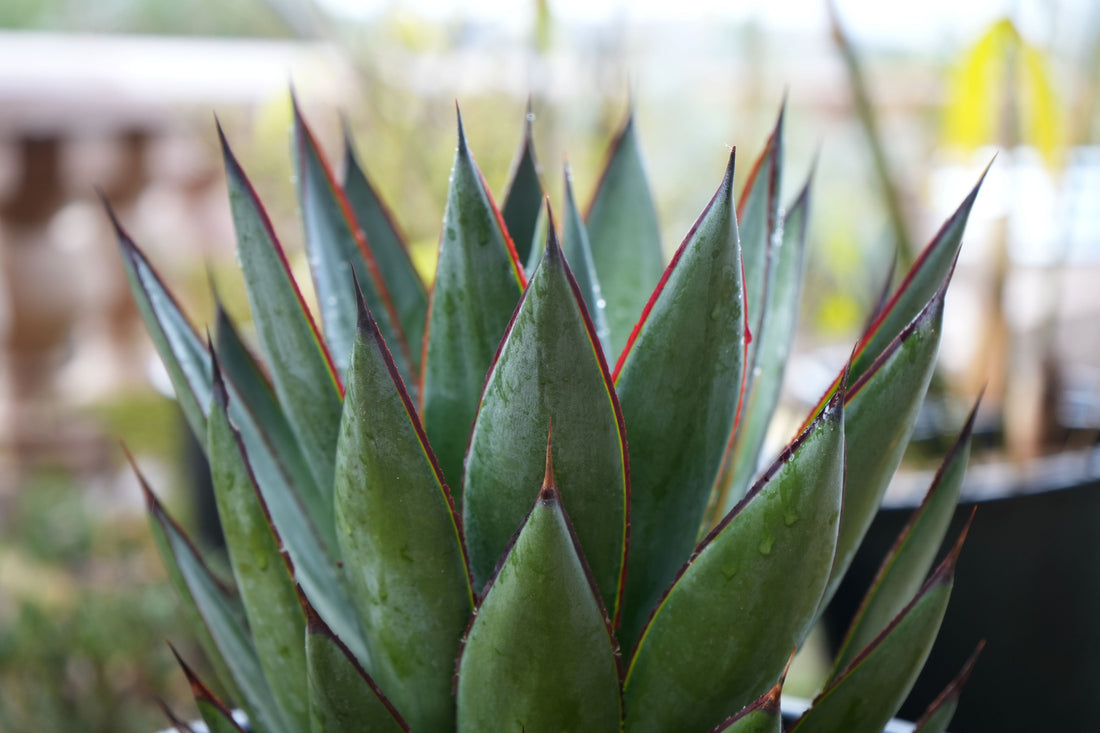 Agave Blue Grow: A Folklorico Dress