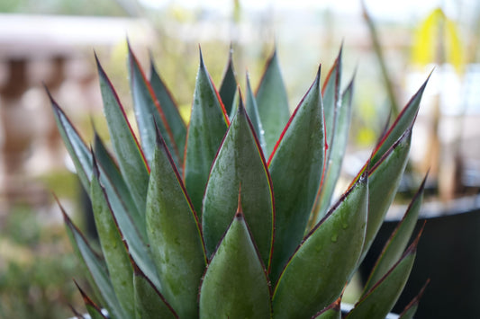 Close-up of green agave Blue Glow plant with red-edged thick leaves and water droplets