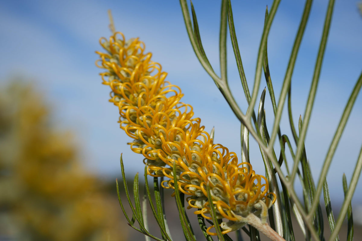 Close-up of Grevillea Sandra Gordon yellow flower spike with needle-like leaves outdoors