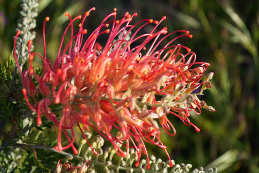 Growing the Impossible: How to Succeed with Proteas in Florida Humidity