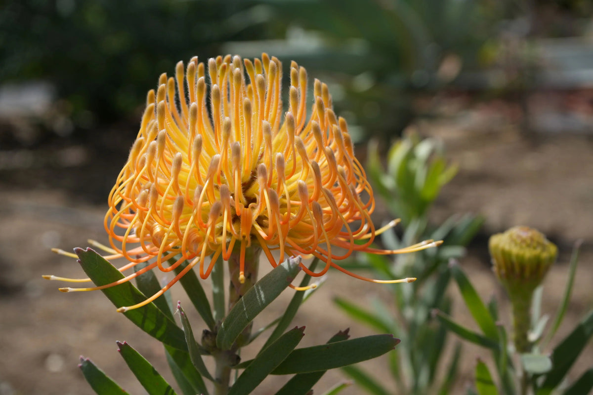 Bring a Bit of the Exotic to Your Garden with Leucospermum