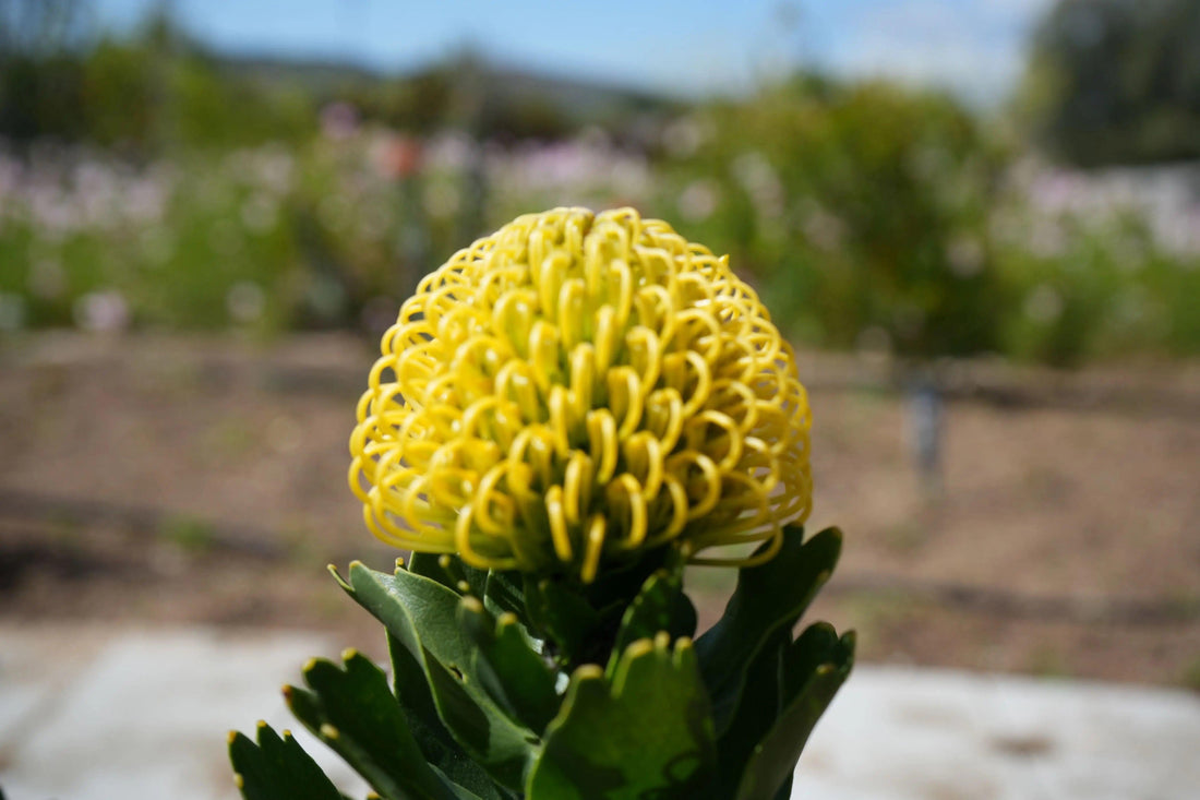 Close-up of a yellow Leucospermum High Gold pincushion flower with green leaves against a blurred garden background