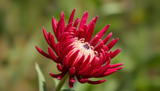 Bring a Bit of the Exotic to Your Garden with Leucospermum