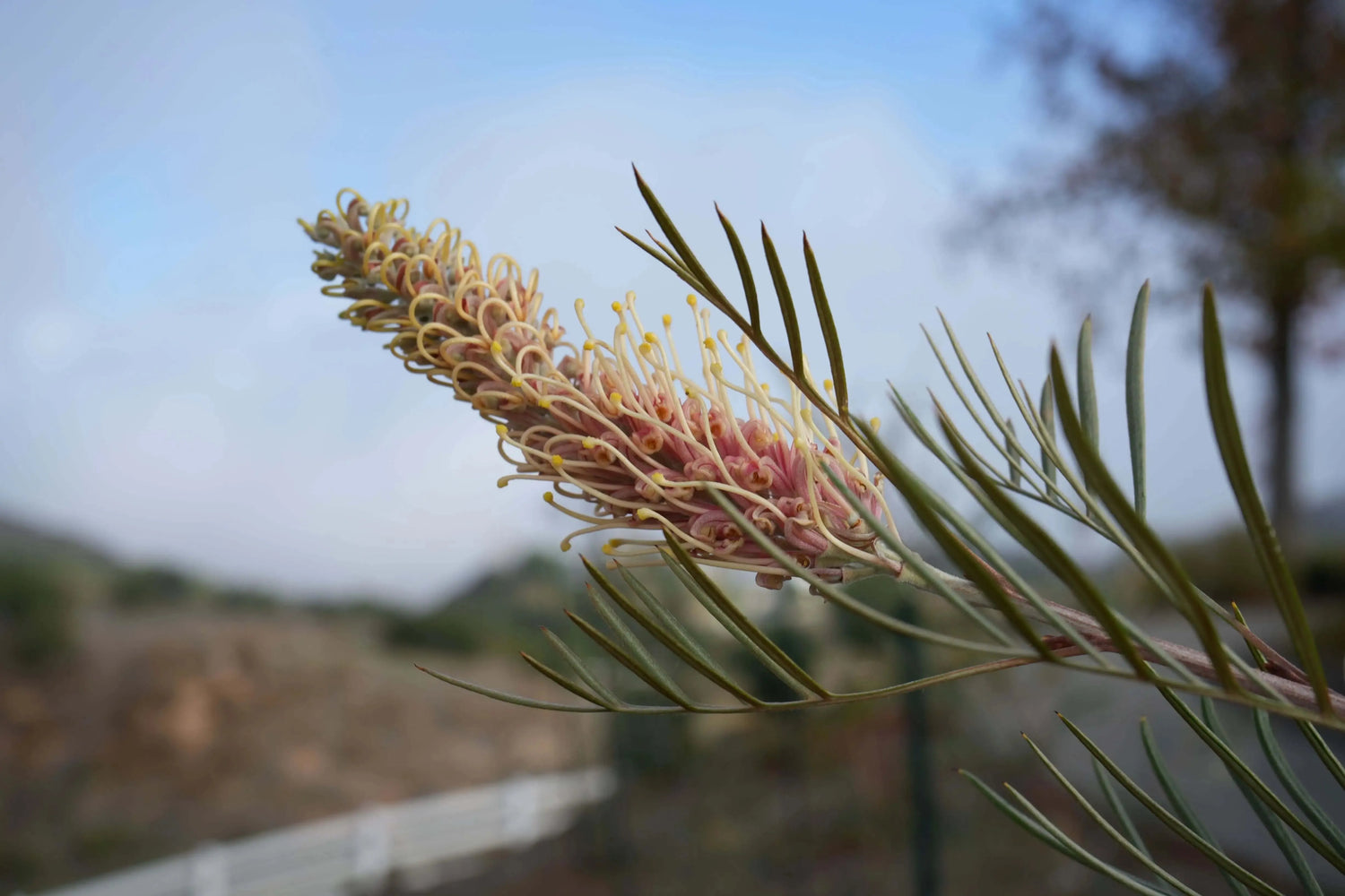 Grevillea - stunning display of beauty and stay put in the breeze! USDA Zone 8-9 - Bonte Farm