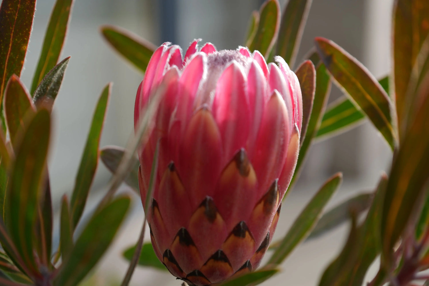 Protea-the-joys-of-outdoor-living Bonte Farm