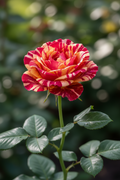 All American Magic™ Rose: Multi-Color Floribunda Blooms