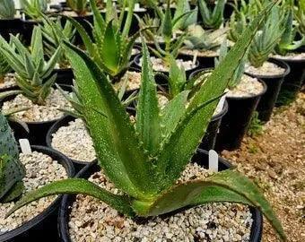 Aloe vera Moonglow succulent plant in a black pot with gravel, outdoors among other potted succulents.