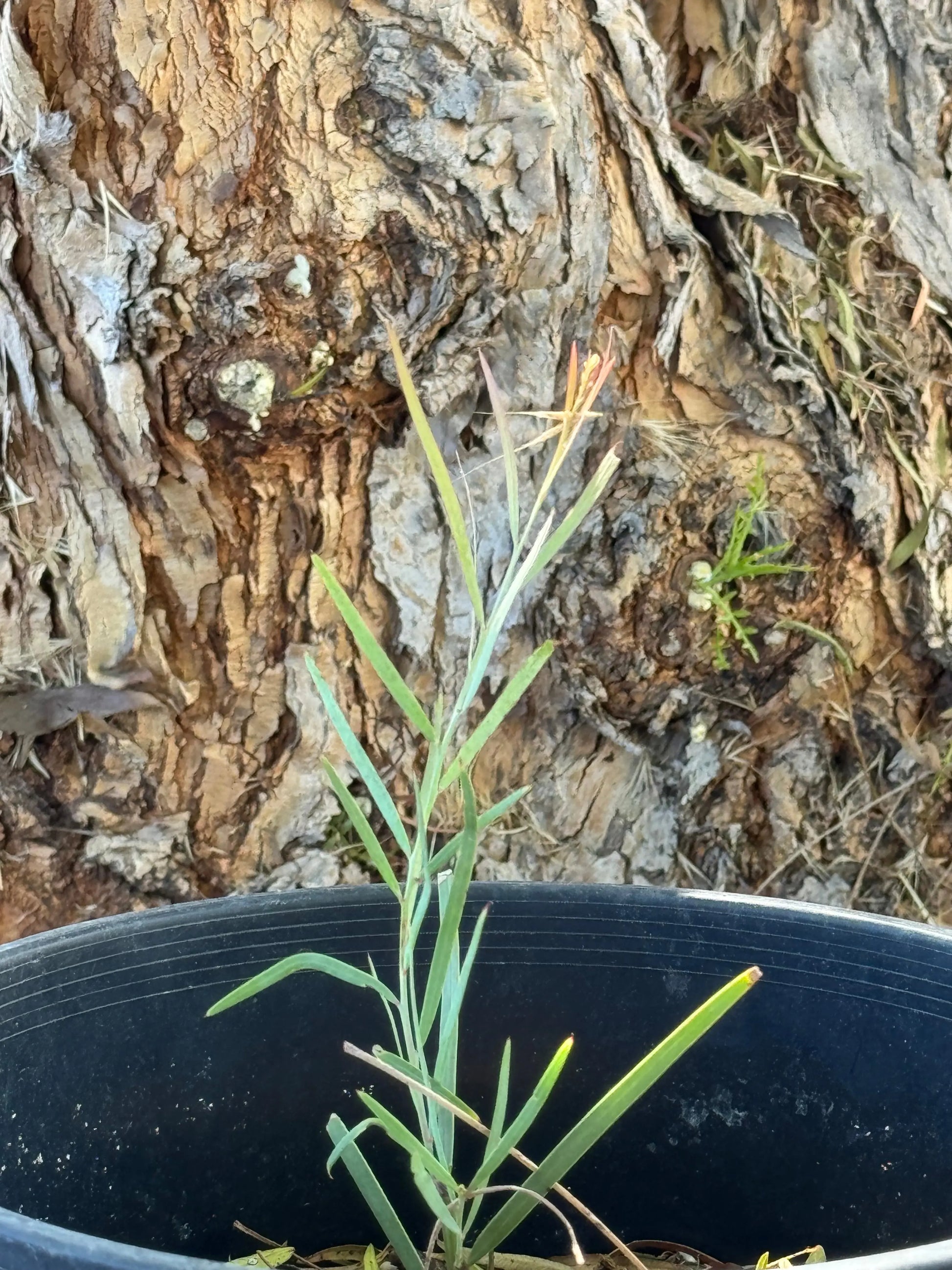 Acacia iteaphylla | pale yellow fragrant flowers willow-leaved wattle My Store