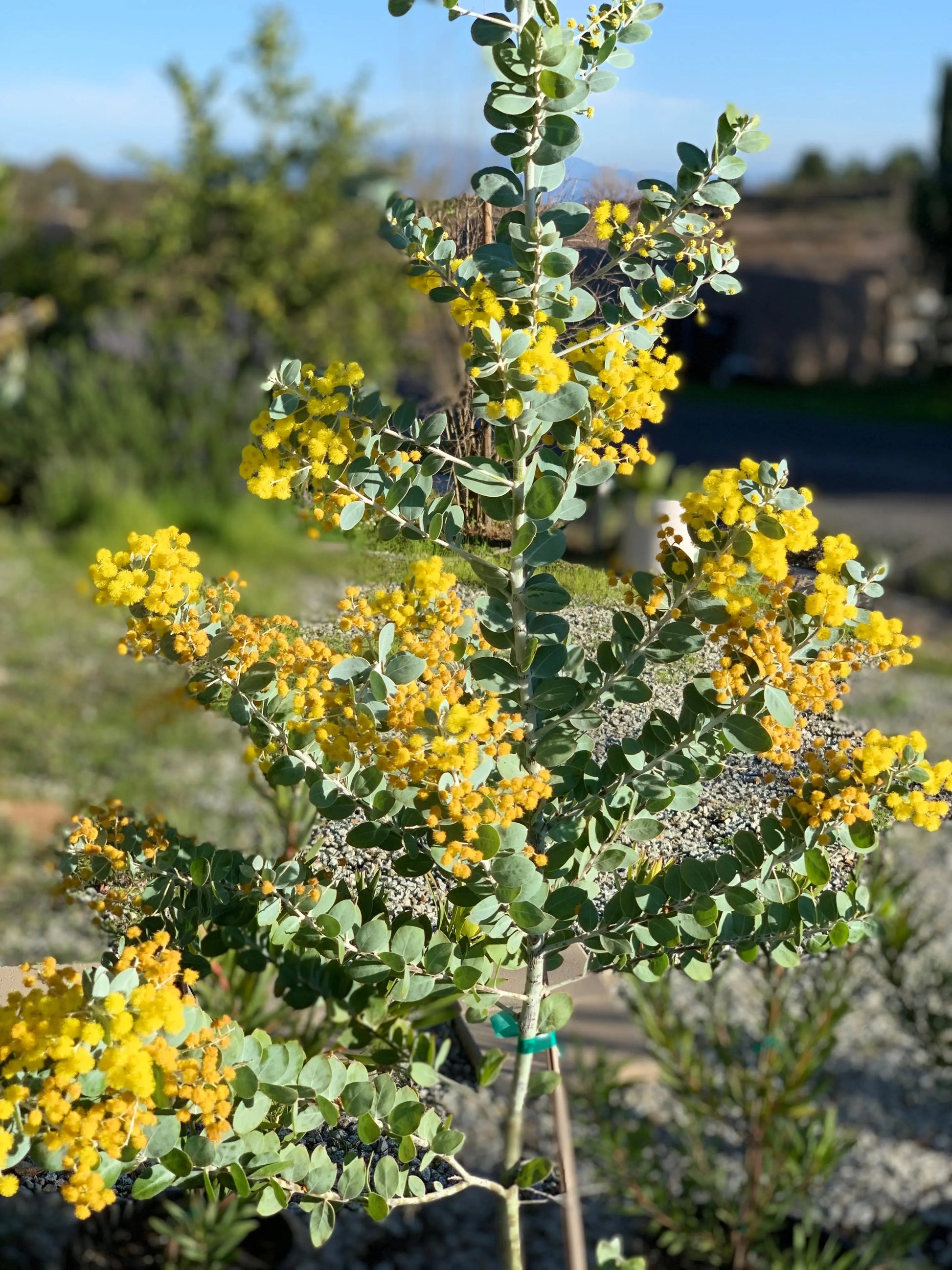 Acacia podalyriifolia Bonte Farm