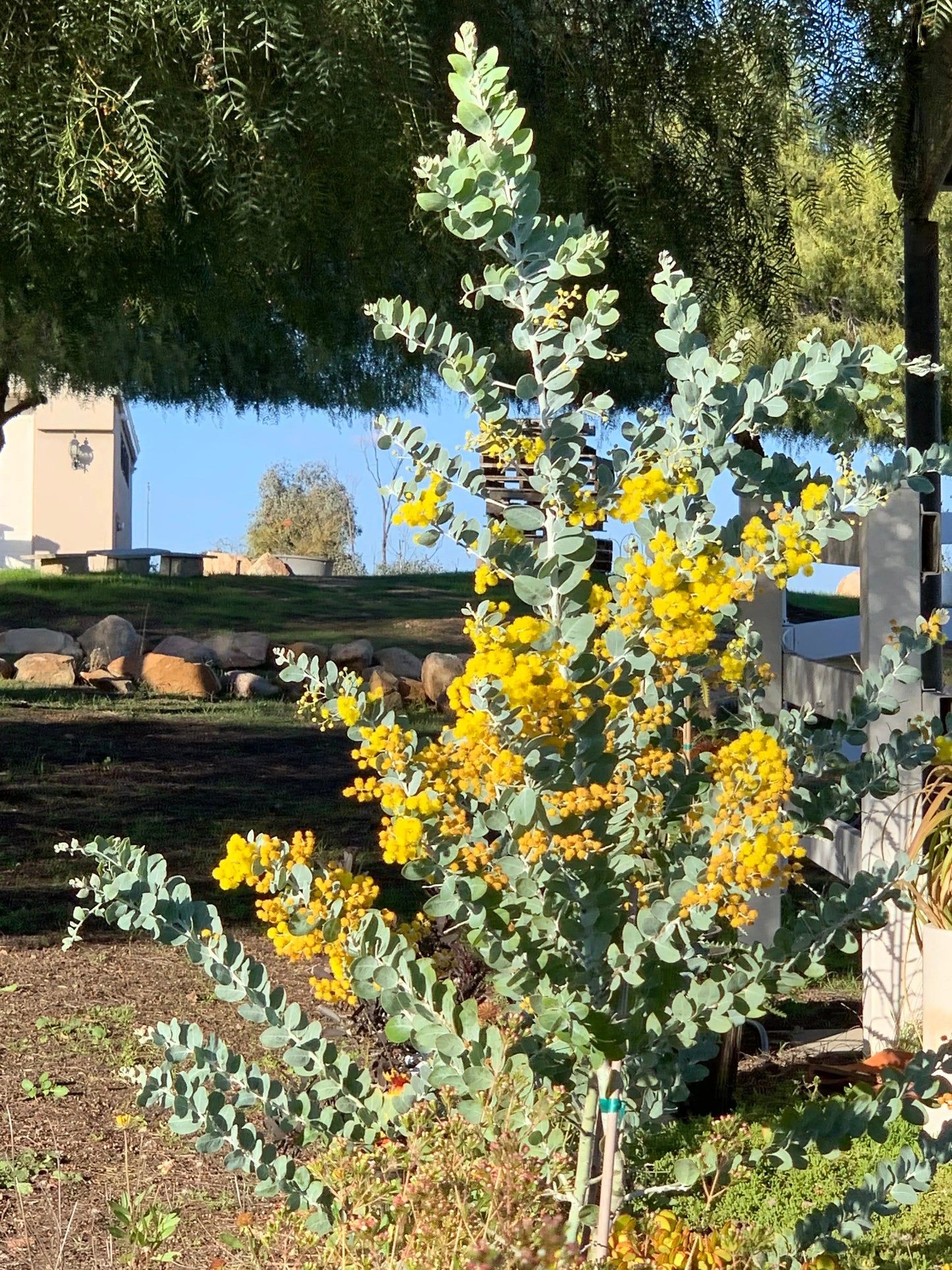 Acacia podalyriifolia Bonte Farm