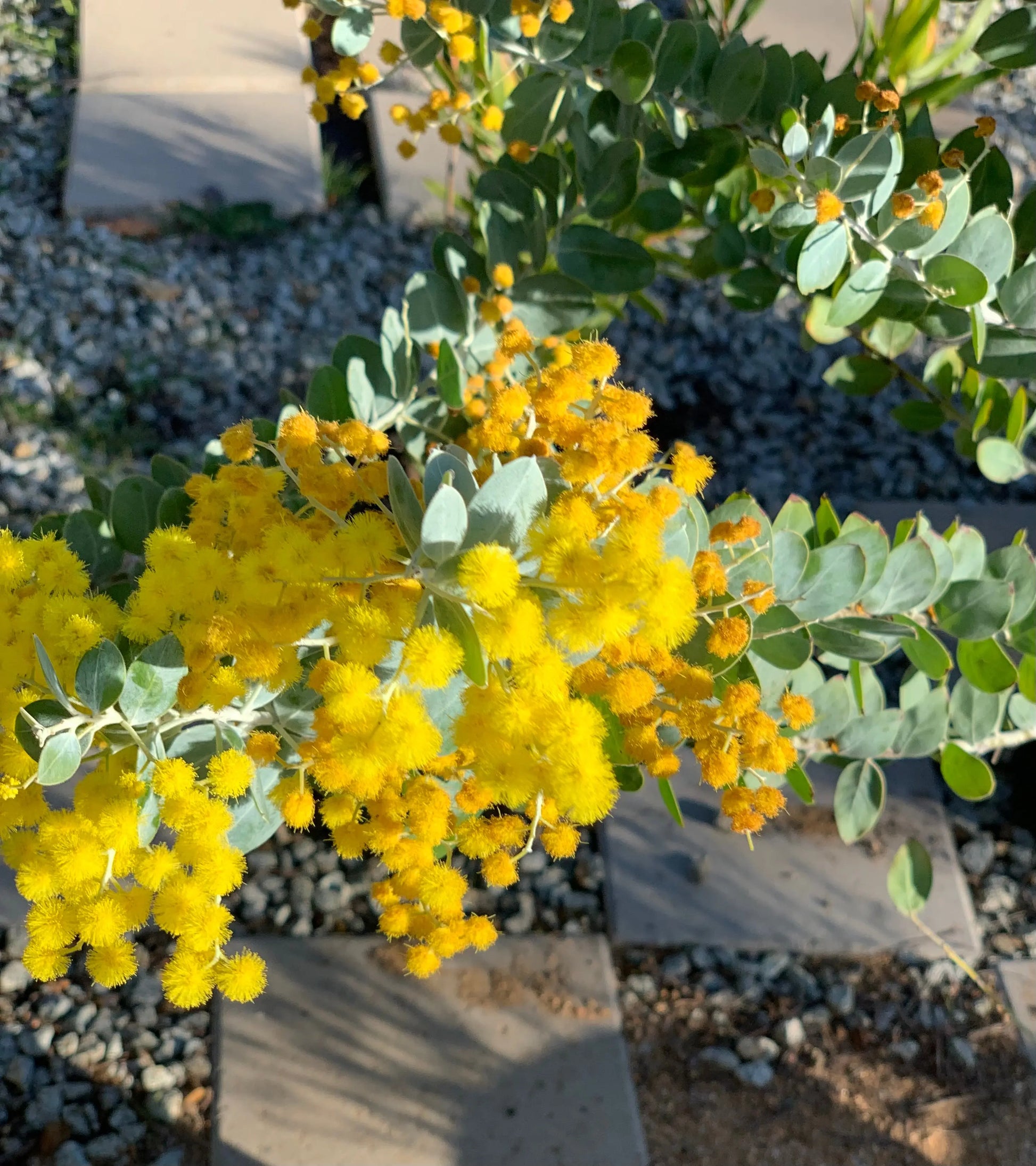 Acacia podalyriifolia Bonte Farm