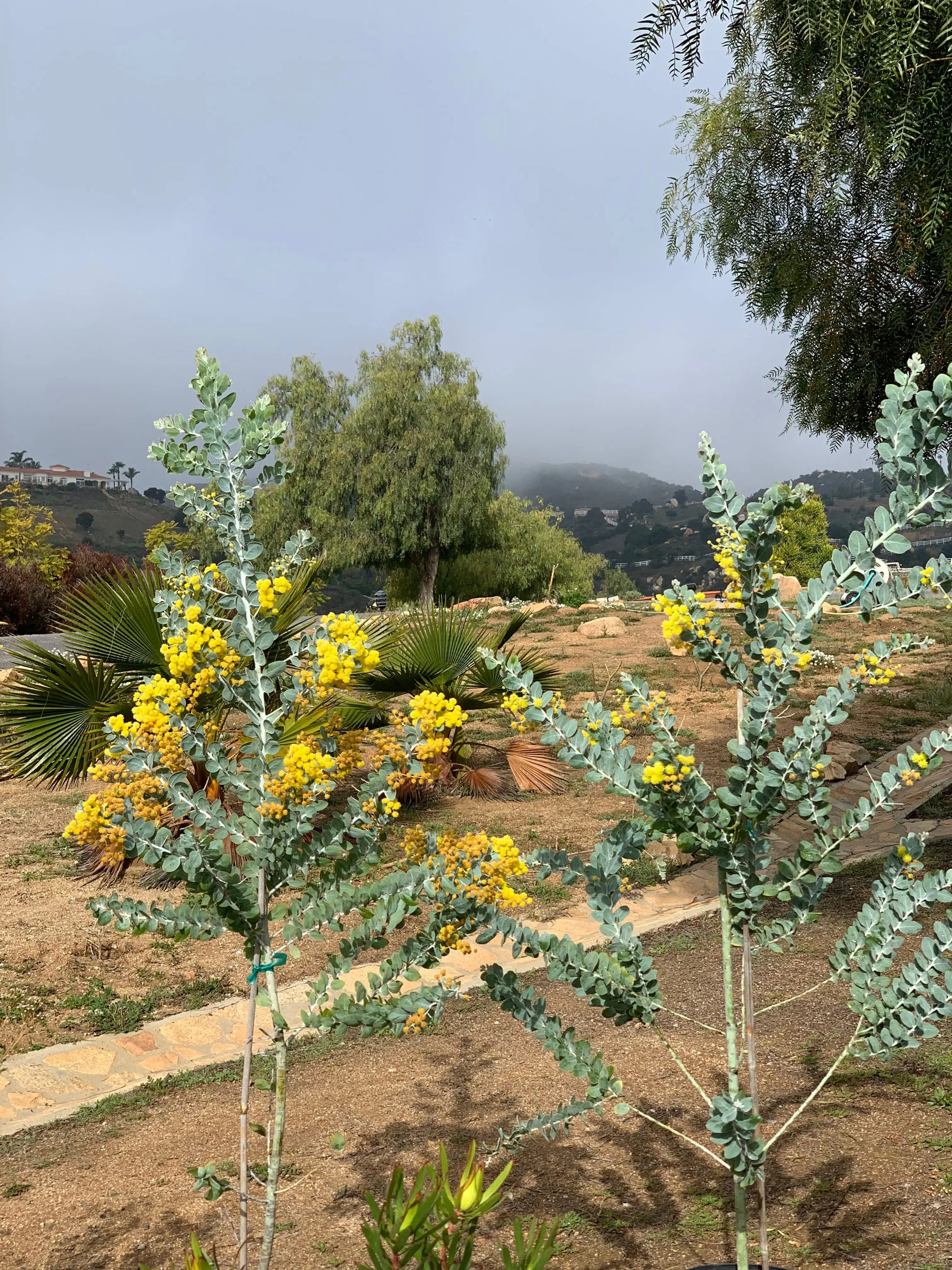 Acacia podalyriifolia Bonte Farm