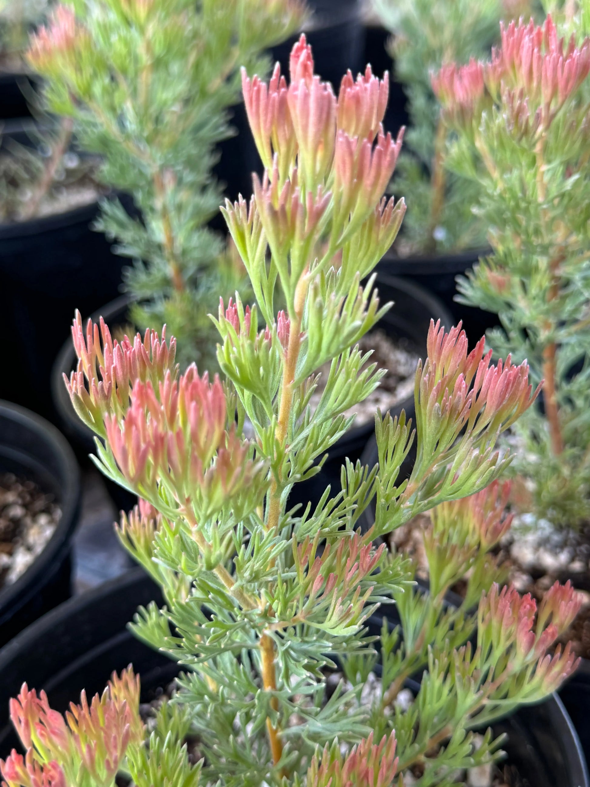 Adenanthos 'Silver Haze' Woollybush | Live Protea Plant Bonte Farm