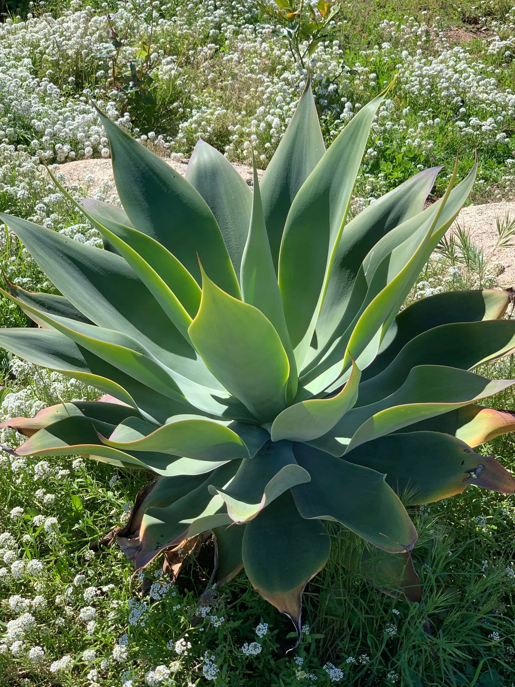 Agave Blue Flame Bonte Farm