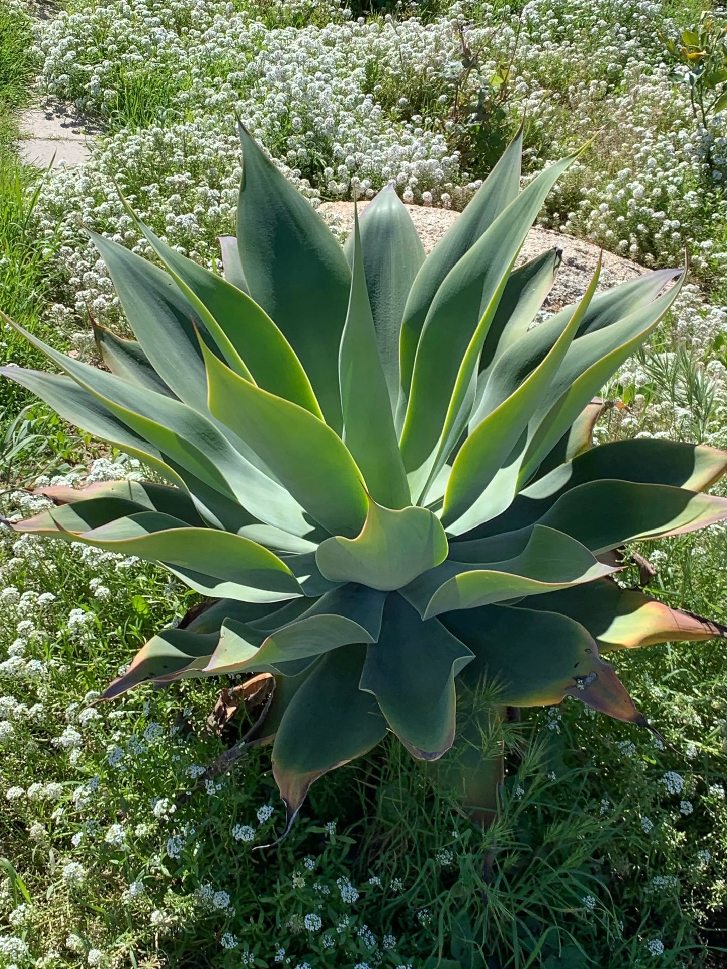 Agave Blue Flame Bonte Farm