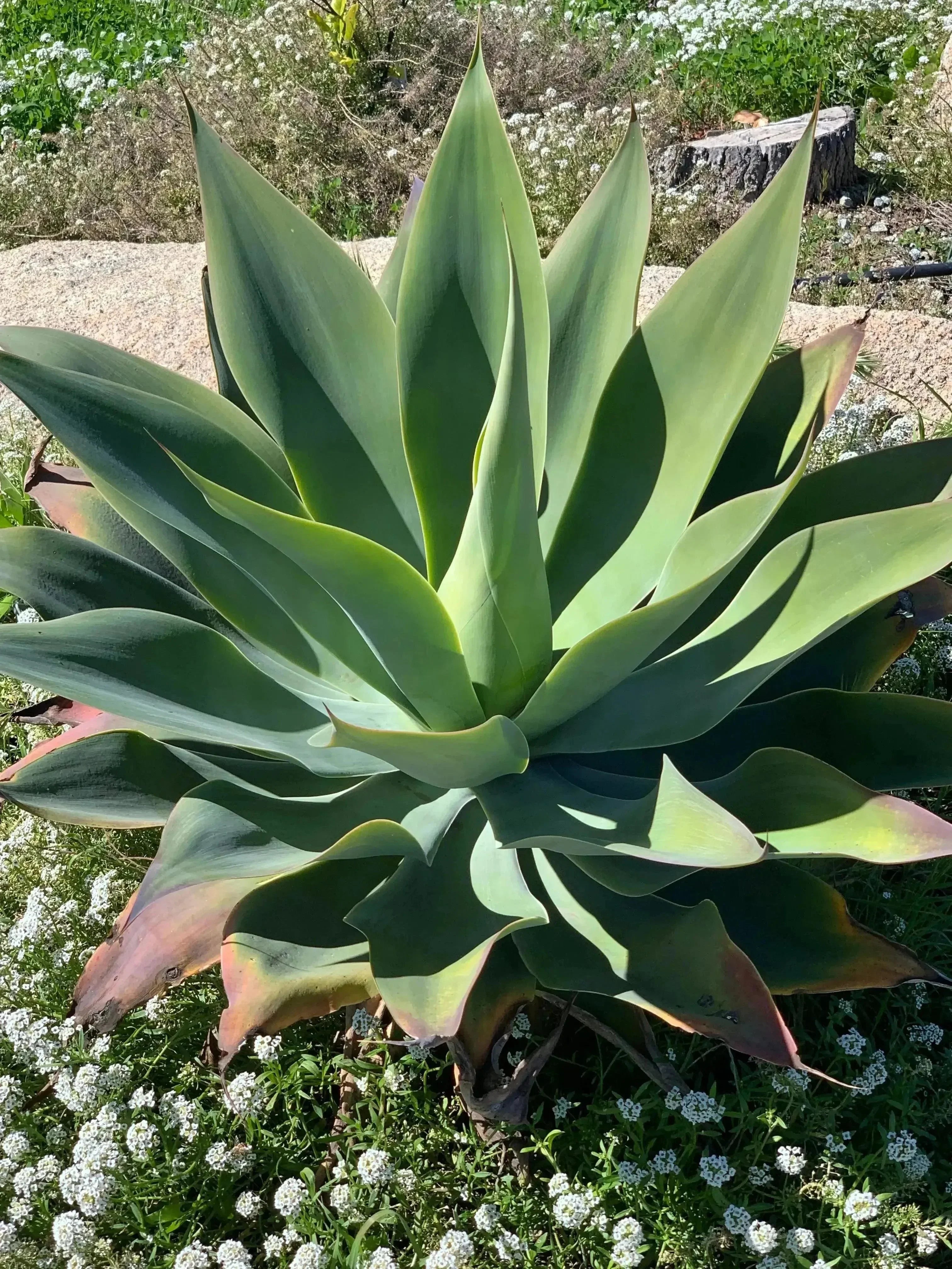flame plant succulent Agave Blue Flame: A Blazing Desert Beauty Succulent – Bonte Farm