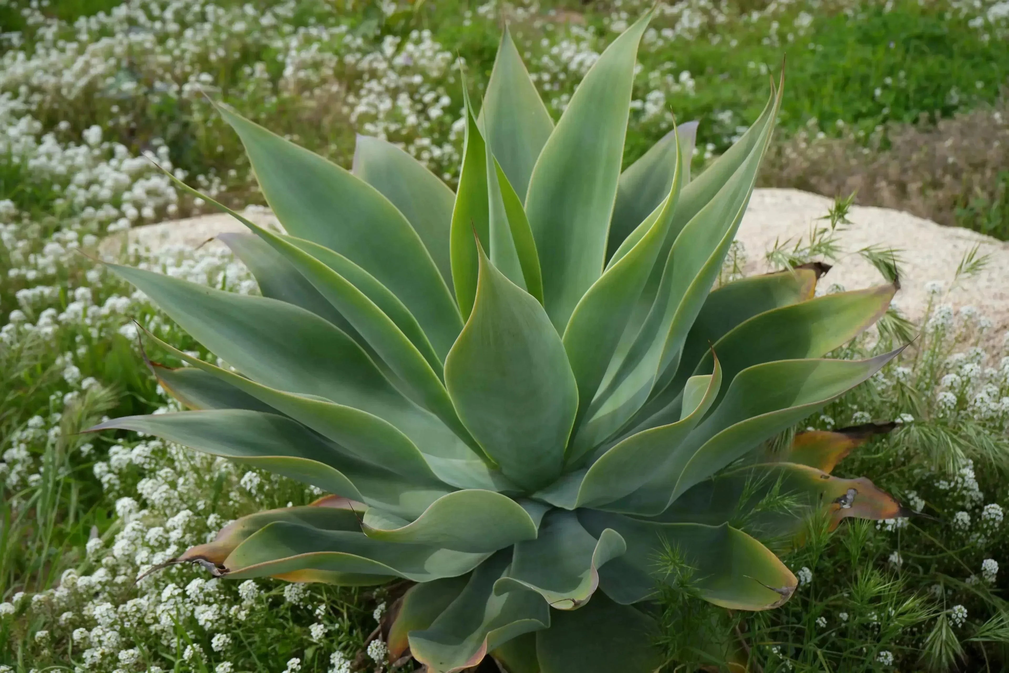 flame plant succulent Agave Blue Flame: A Blazing Desert Beauty Succulent – Bonte Farm