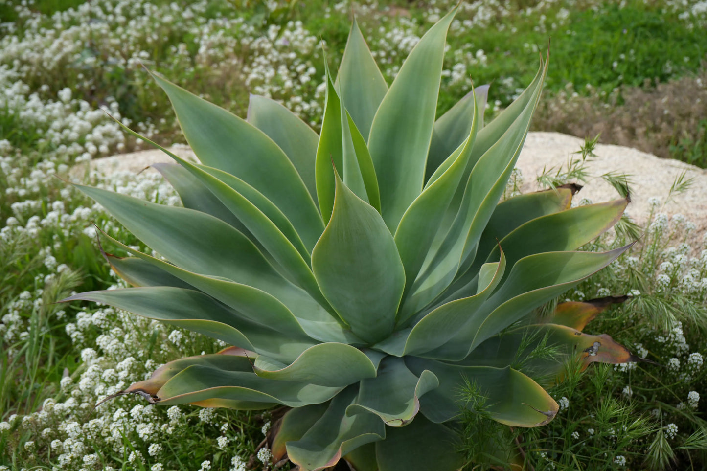 Agave Blue Flame | pests resistant, easy maintenance succulents Bonte Farm