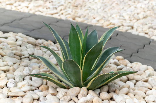 Agave | Aureo-marginata My Store