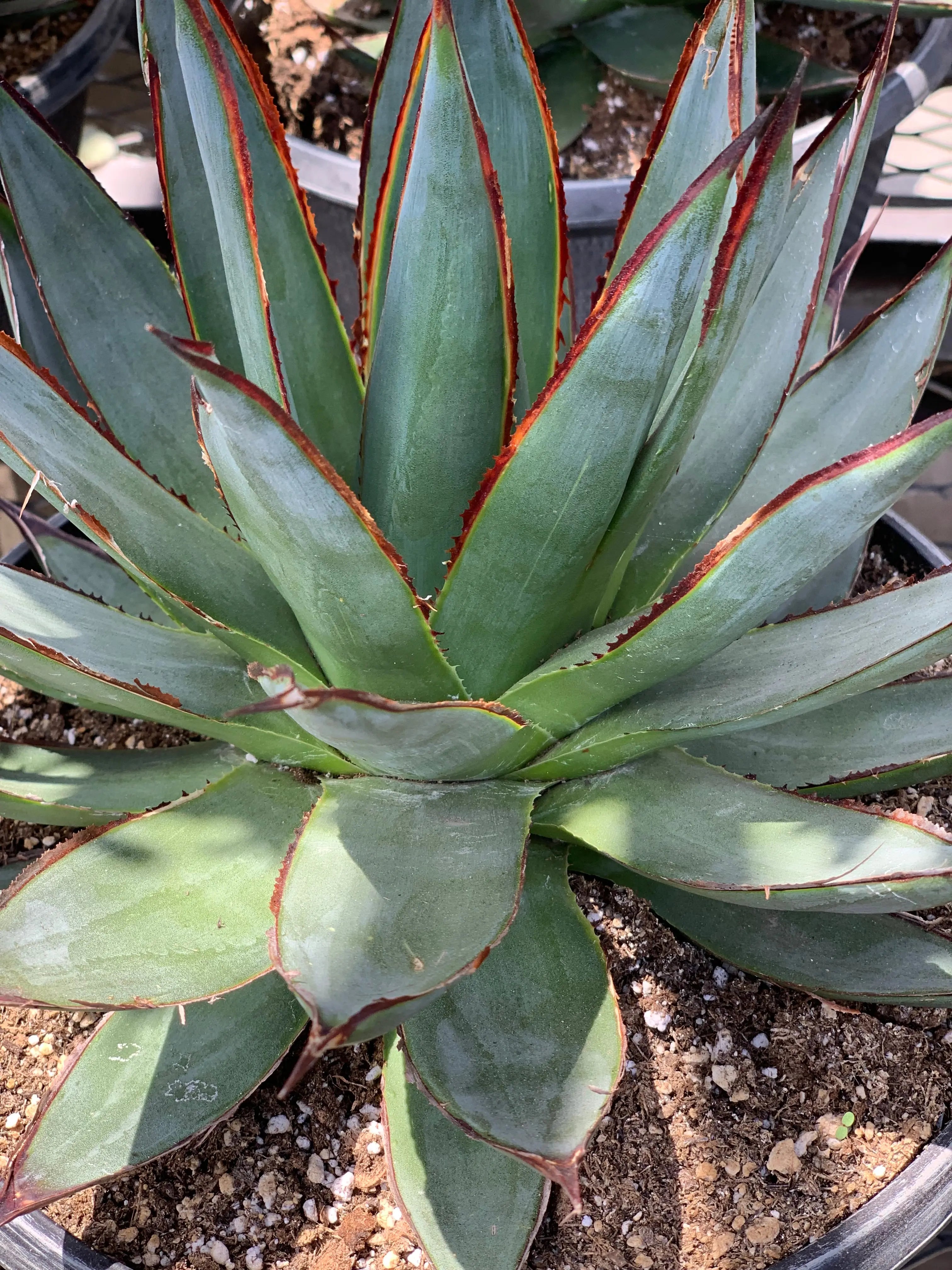 Agave | Blue Glow: A Mesmerizing Succulent for Your Garden