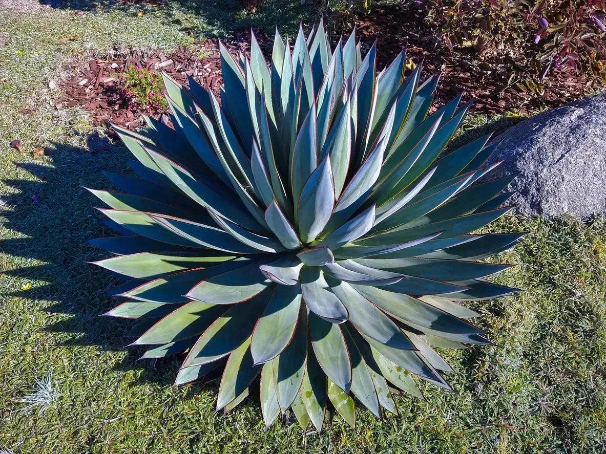 Blue Glow agave succulent with blue-green leaves and yellow edges in a garden.