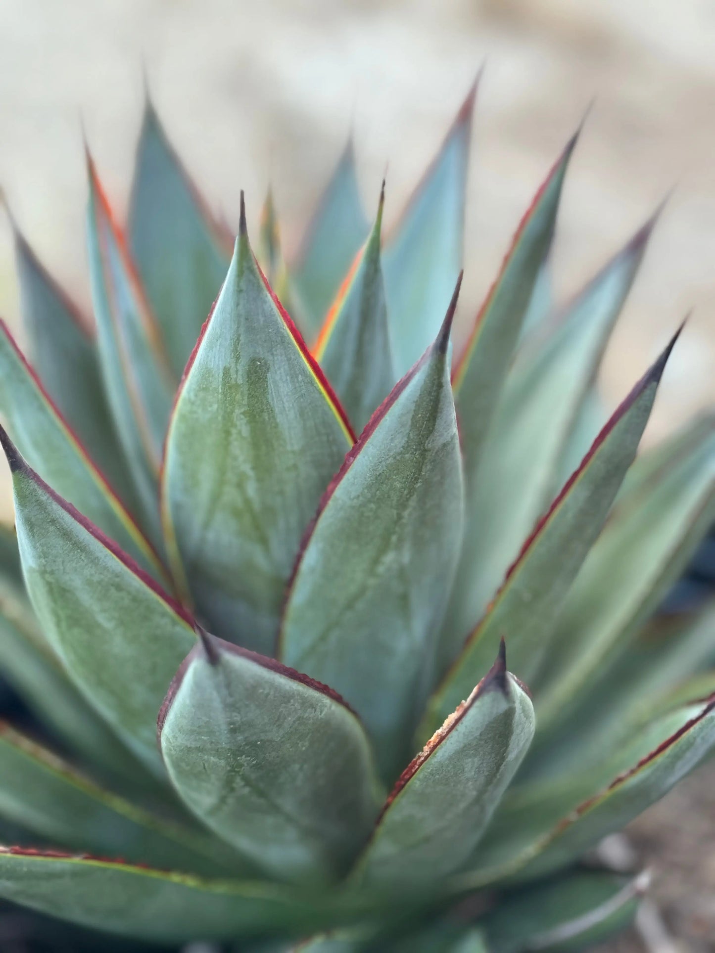 Agave | Blue Glow - blue green yellow hue leaves for desert garden Bonte Farm