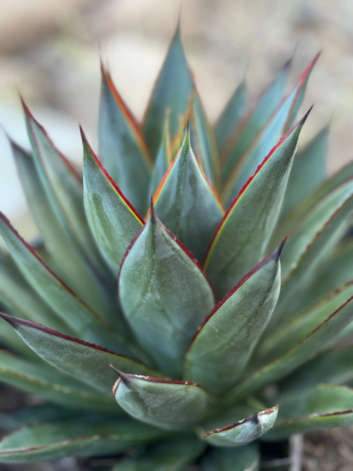 Agave | Blue Glow - blue green yellow hue leaves for desert garden Bonte Farm