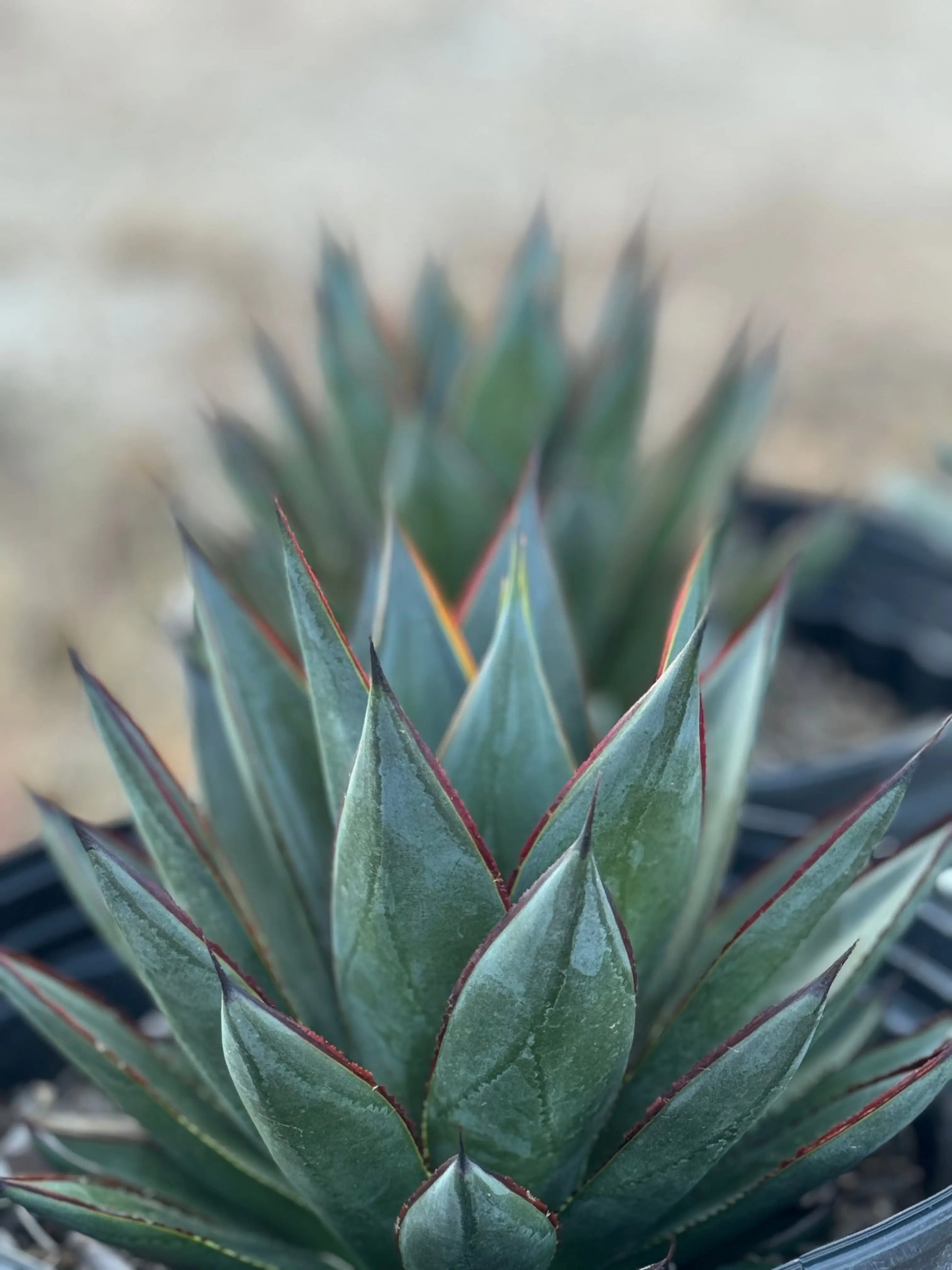 Agave | Blue Glow - blue green yellow hue leaves for desert garden Bonte Farm