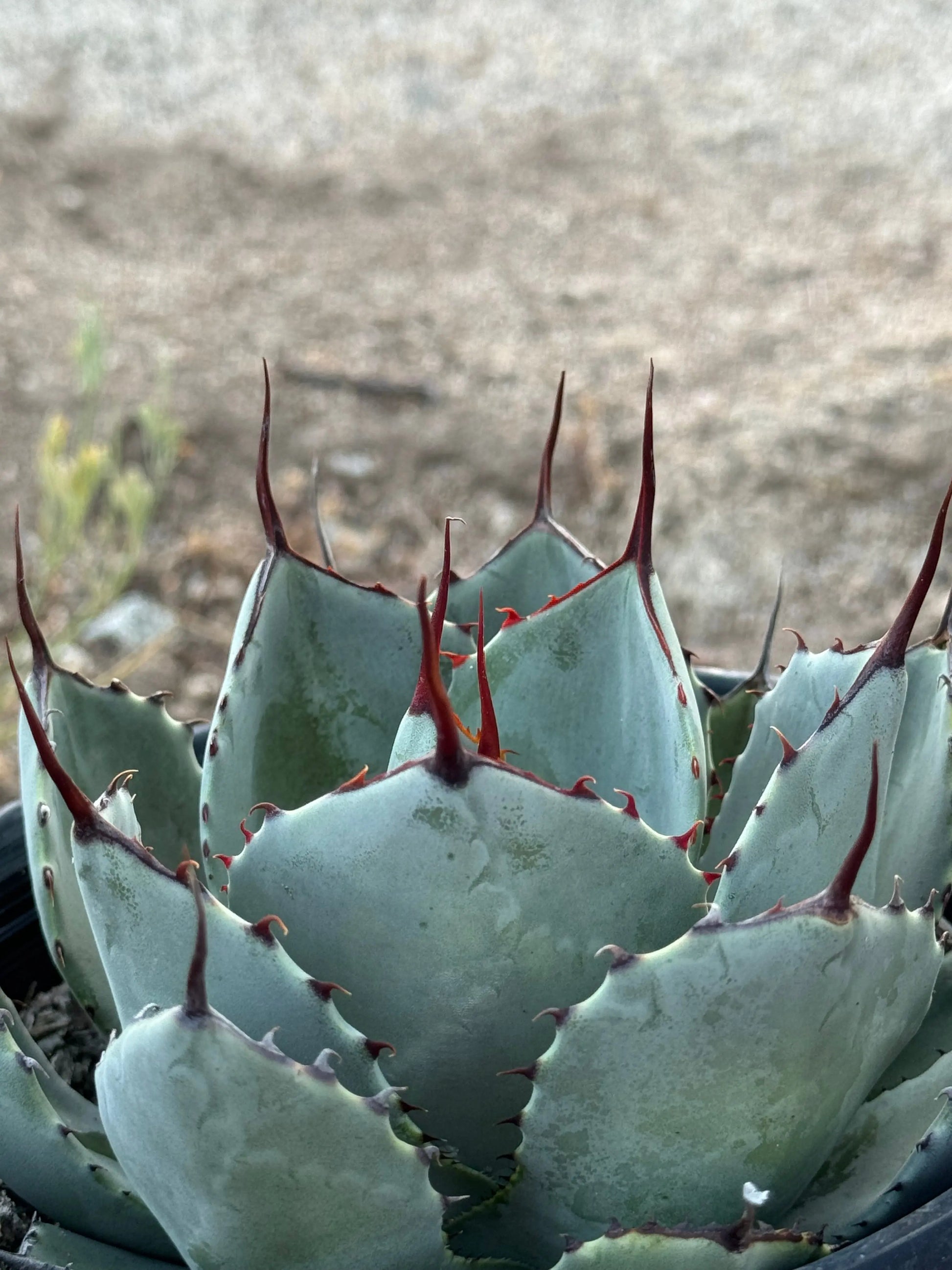 Agave | parryi var. truncata (Artichoke Agave) - silver-gray leaves succulents Bonte Farm