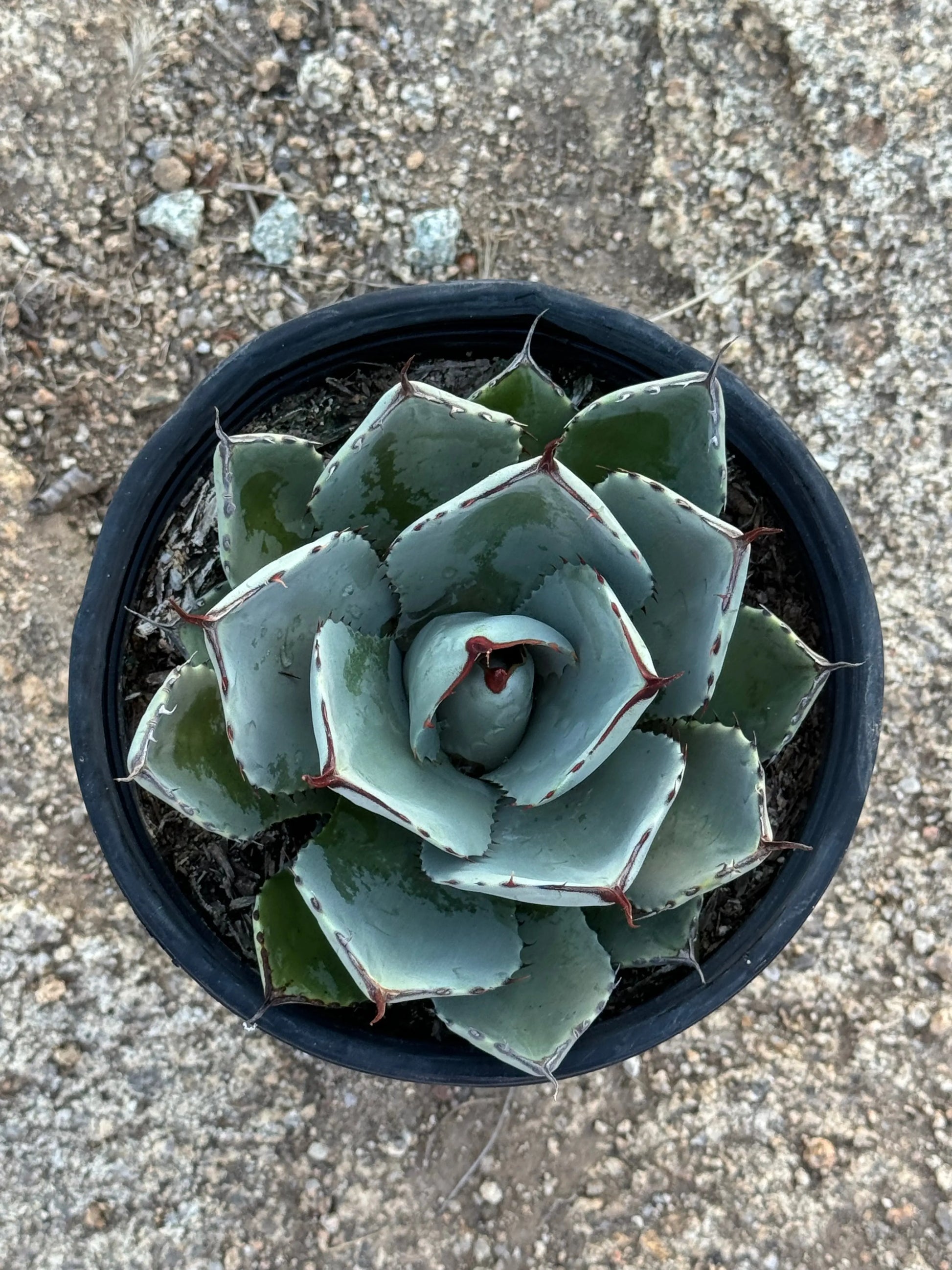 Agave | parryi var. truncata (Artichoke Agave) - silver-gray leaves succulents Bonte Farm