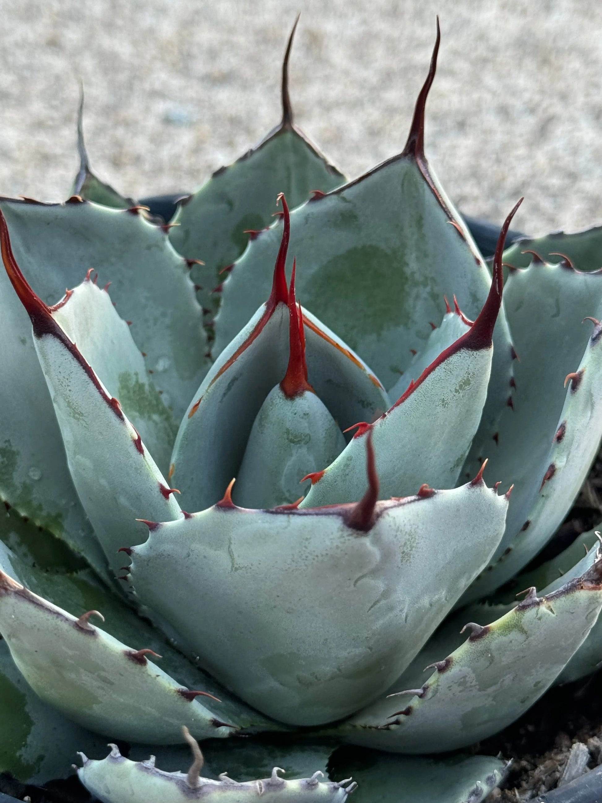 Agave | parryi var. truncata (Artichoke Agave) - silver-gray leaves succulents Bonte Farm