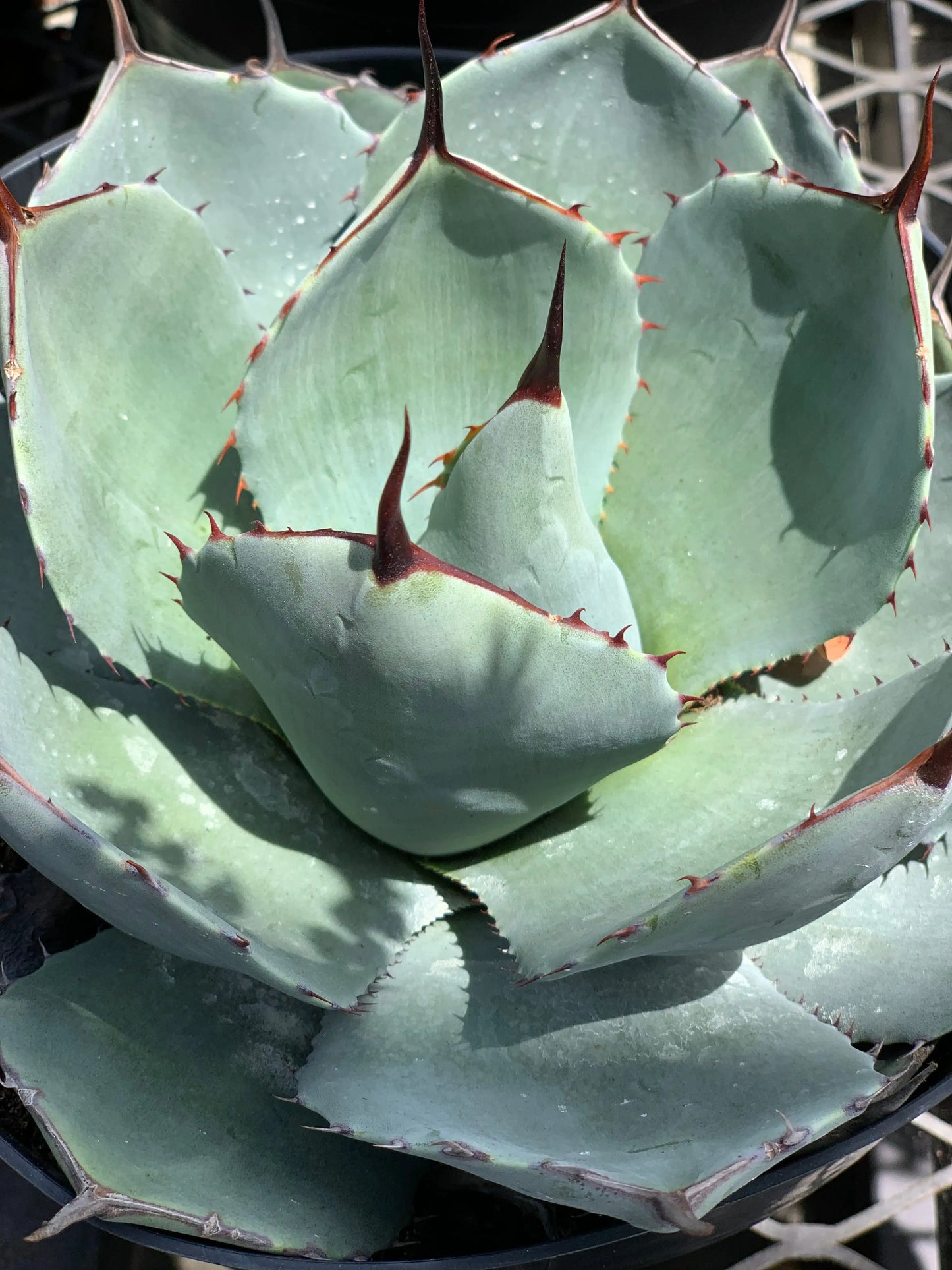 Agave | parryi var. truncata (Artichoke Agave) - silver-gray leaves succulents My Store