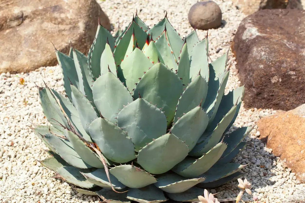 artichoke looking succulent Agave parryi truncata (Agave Artichoke): Elegant Silvery Succulent – Bonte Farm